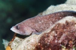 Greater Soapfish. by Jacques Miller 